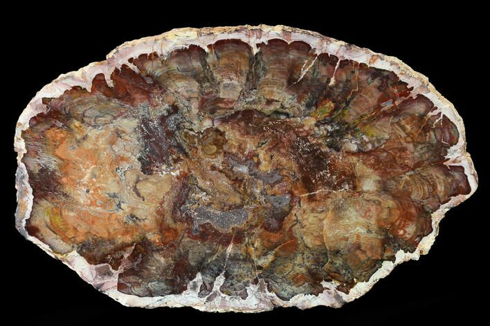 Rare, Petrified Seed Fern (Rhexoxylon) Slab - Madagascar #166069